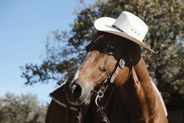Pferd Mit Cowboyhut Für Western Equine Porträt Auf Ranch Nahaufnahme — Stockfoto