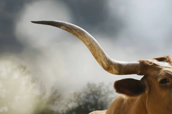 Closeup of large horn on Texas longhorn cow.