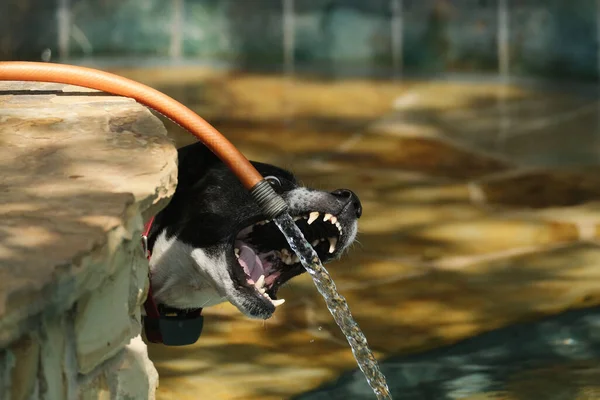 Playful pet dog biting at hose water from pool during summer.