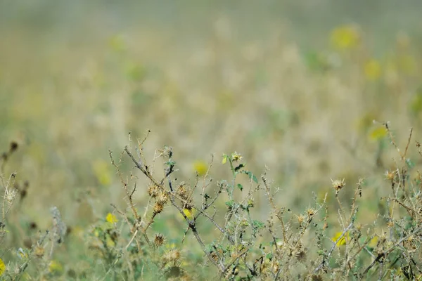 Invasive Plant Buffalo Bur Texas Closeup — Stock Photo, Image