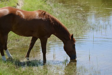 Kahverengi at gölette içme suyu