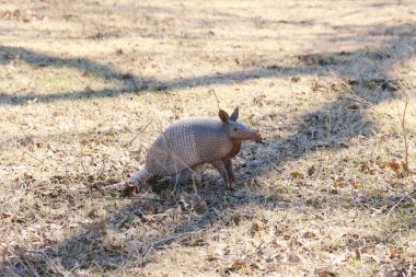 Texas 'ta vahşi bir armadillo.