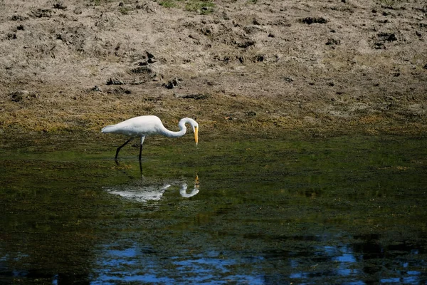 Wielki Egret Ptak Jeziorze — Zdjęcie stockowe