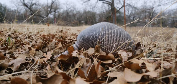 乾燥した冬の葉で野生の9バンドアルマジロ — ストック写真