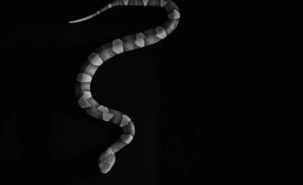 Siyah Arka Planda Zehirli Bakırbaş Yılanı — Stok fotoğraf
