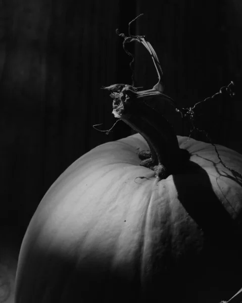 暗闇の中のカボチャ ハロウィーンコンセプト 高品質の写真 — ストック写真