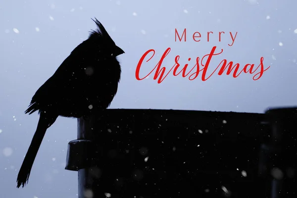 Kardinaali Lintu Siluetti Merry Christmas Tervehdys Talvella Lumi Tausta — kuvapankkivalokuva