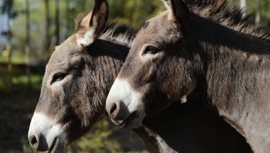Çiftlikteki şirin genç eşeklerin portresi.