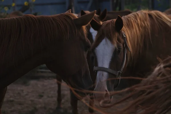 Vackra Bruna Hästar Gården Soluppgången Texas Ranch Fält — Stockfoto