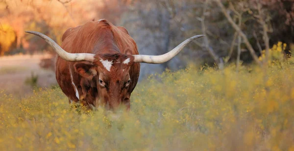 Texas Longhorn Krávy Pasoucí Podzimní Pastviny — Stock fotografie