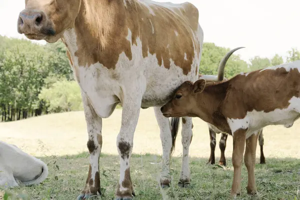 Крупным Планом Корова Милым Техасским Теленком Ферме — стоковое фото