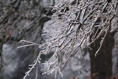 Buzlu donmuş ağaç dallarında don