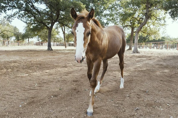 stock image Foal horse in Texas field during summer for ranch animal background.