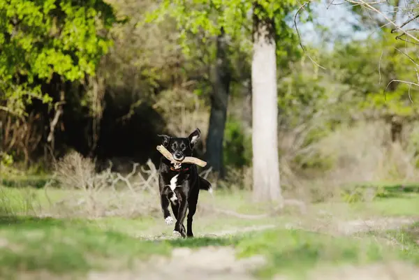 Teksas Sahasında Sopayla Koşan Siyah Bir Köpek — Stok fotoğraf