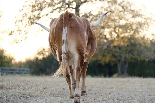 Teksas Uzun Boynuzlu Ineği Gün Batımında Çayırlarda Yürüyor — Stok fotoğraf