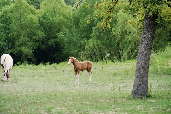 Colt Horse Texas Ranch Field — Stock Photo, Image