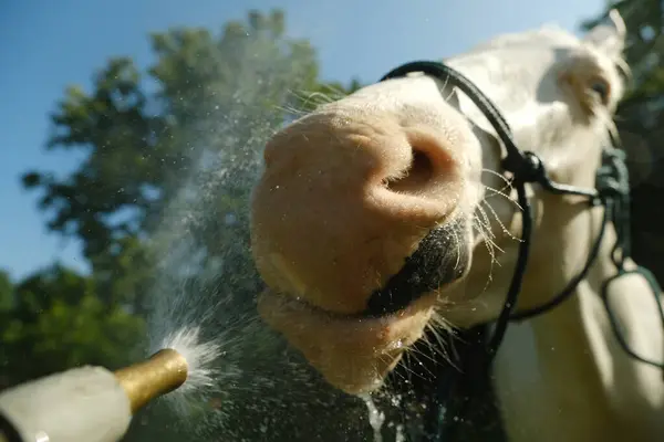 Happy Horse Cooling Summer Water Bath Smile Face Closeup — Stock Photo, Image