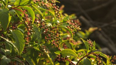 close up shot of pokeweed plant in Texas landscape clipart