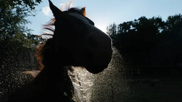 Fechar Silhueta Cabeça Cavalo Durante Banho Verão Fotografia De Stock