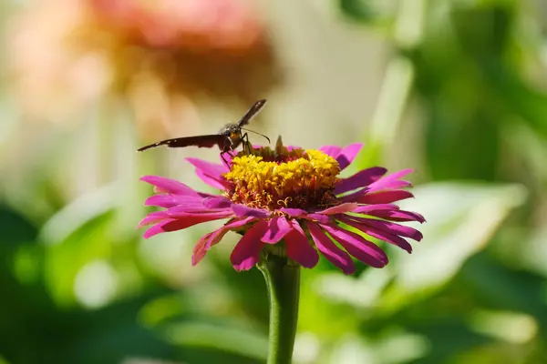 Butterfly Getting Pollen Zinnia Flower Closeup Texas Summer Garden Stock Photo