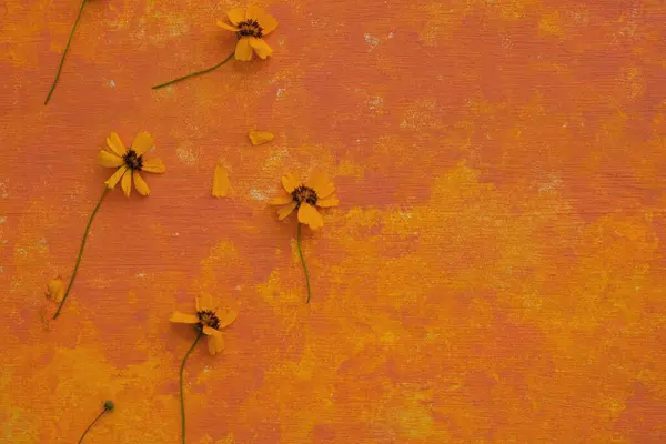 Flores Amarelas Fundo Laranja Vibrante Com Espaço Cópia Para Dia Imagem De Stock