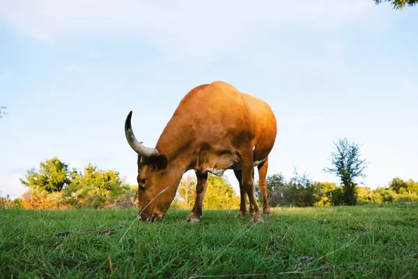 Large horns of Texas longhorn cow on farm during fall season