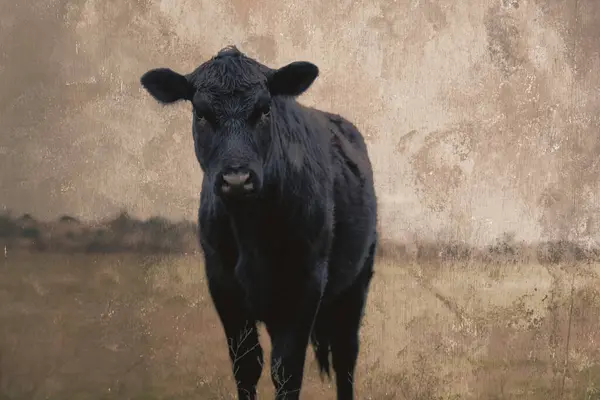 Rustic Young Black Angus Cow Portrait Beef Cattle Ranch Vintage Royalty Free Stock Images