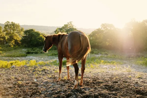 Sorrel Cavalo Pastando Grama Verde Durante Temporada Primavera Texas Fazenda Imagens De Bancos De Imagens Sem Royalties