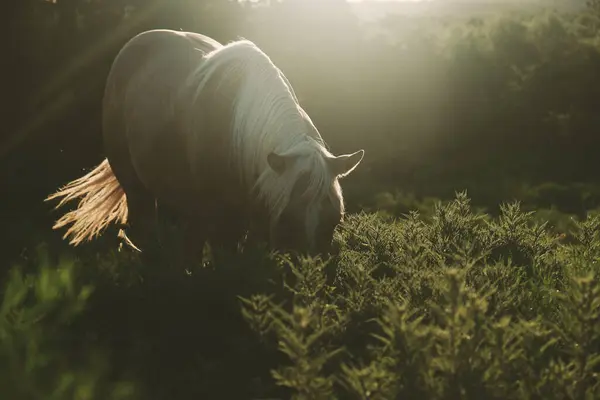 Sun Rays Sorrel Horse Sunset Texas Farm Summer Season Outdoors Royalty Free Stock Images
