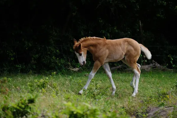 Sorrel Cavalo Pastando Grama Verde Durante Temporada Primavera Texas Fazenda Fotos De Bancos De Imagens Sem Royalties