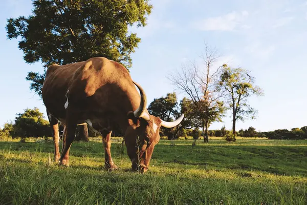 Large Horns Texas Longhorn Cow Farm Fall Season Stock Photo