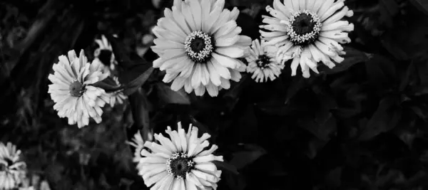 Zinnia Flowers Blooms Garden Dark Black White Style Floral Banner Stock Picture