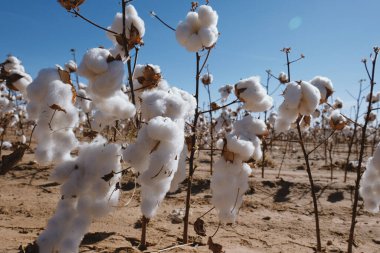 Çiftlikteki pamuk tarlaları, Teksas tarım tarlasında fiber fiber fiber yetiştirildiğini gösteriyor.