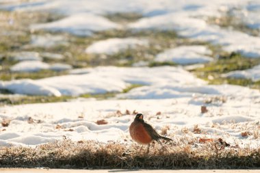 Erithacus Rubecula Robin Kış güneşinin altında Kışın orman zemininde 