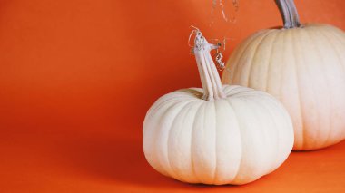 Turuncu arkaplanda beyaz balkabaklarının yakın plan görüntüsü