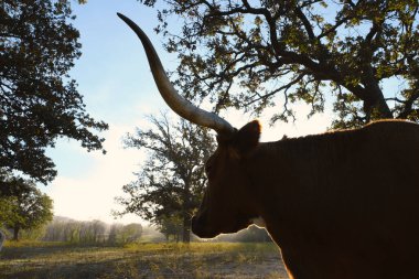 Teksas Longhorn ineği gün doğumunda kırsal manzara için tarlada otluyor..