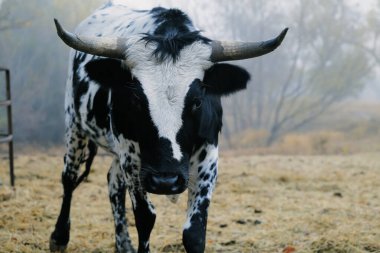 Sisli havada Teksas çiftliğinde görülen koridor ineği.