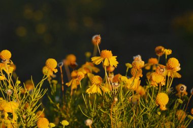 Sarı acı hapşırık otu arka planda fotokopi alanı ile yakın çekim yapar.