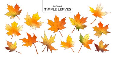 Beyaz arkaplanda elle çizilmiş şirin sonbahar yaprağı çizimi seti.