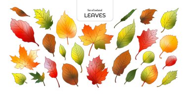Beyaz arkaplanda elle çizilmiş şirin sonbahar yaprağı çizimi seti.