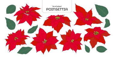 El çizimi tarzında izole edilmiş bir çiçek çizimi. Beyaz arkaplanda canlı renk tonu.