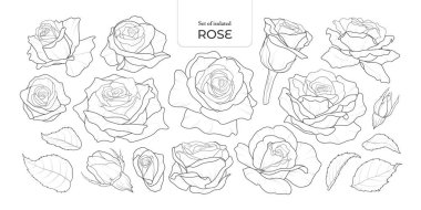 El çizimi tarzında izole edilmiş bir çiçek çizimi. Şeffaf bir arkaplan üzerinde siyah ve beyaz özet.