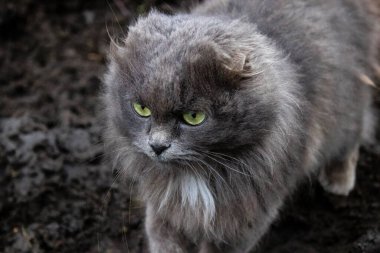 Terny köyünün boşaltılması sırasında sahipleri tarafından terk edilen Angora kedisi. Aslında, birçok evcil hayvan savaş tarafından tuzağa düşürüldü ve kendilerini savaş alanlarında tamamen terk edilmiş buldular..