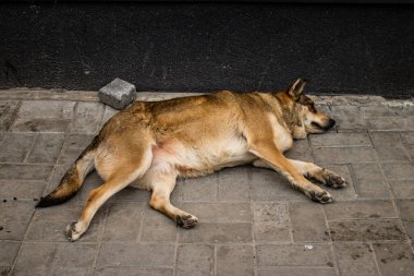 Kasaba boşaltıldığında evcil köpekler sahipleri tarafından terk edildi. Köpekler artık Kherson sokaklarında tek başınalar..