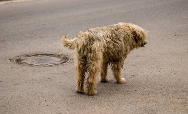 Kasaba boşaltıldığında evcil köpekler sahipleri tarafından terk edildi. Köpekler artık Kherson sokaklarında tek başınalar..