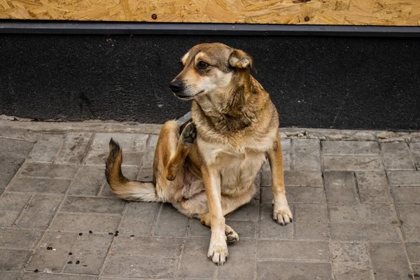 Háziasított Kutyákat Gazdájuk Elhagyta Amikor Várost Evakuálták Kutyák Kóborolnak Kherson — Stock Fotó