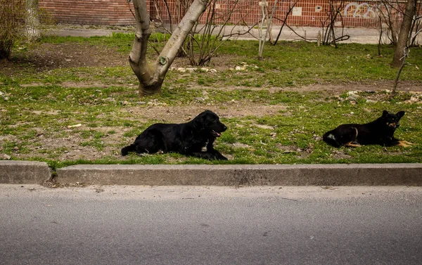 Háziasított Kutyákat Gazdájuk Elhagyta Amikor Várost Evakuálták Kutyák Kóborolnak Kherson — Stock Fotó