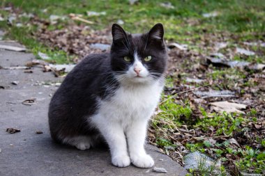 Birçok evcil kedi yıkılmış evlerin enkazında yaşıyor. Hayvanlar, şehrin boşaltılması sırasında sahipleri tarafından terk edilmiş ve sokaklarda başıboş dolaşıyorlar..