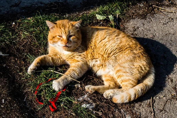 Многие Домашние Кошки Сейчас Живут Обломках Разрушенных Домов Животные Брошены — стоковое фото