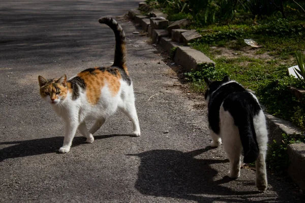 Wiele Domowych Kotów Żyje Teraz Gruzach Zniszczonych Domów Zwierzęta Zostały — Zdjęcie stockowe